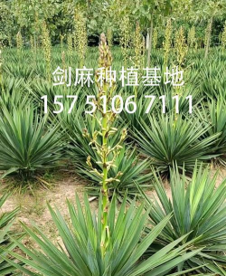 和剑麻很像的是什么花