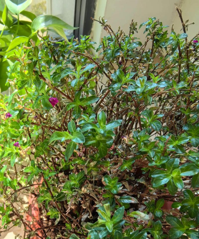 家庭养花用生根粉