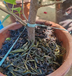 家庭养花用生根粉