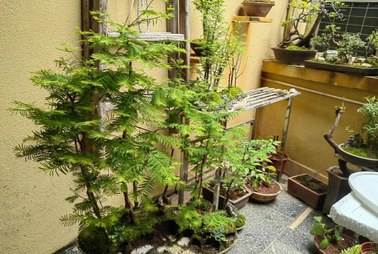 家庭养花用生根粉