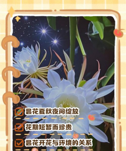 什么时候说明昙花要开了 什么时候说明昙花要开了