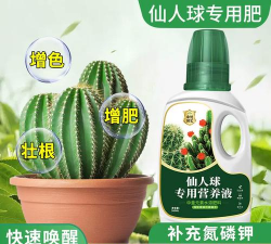 仙人掌开花浇什么肥 仙人掌开花浇什么肥