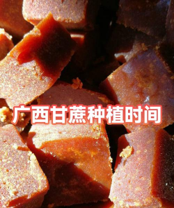 广西甘蔗什么时候季节种