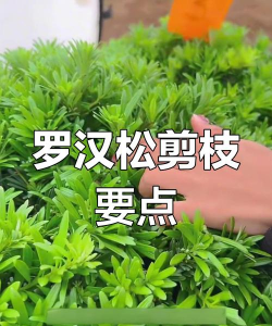 如何修剪罗汉松