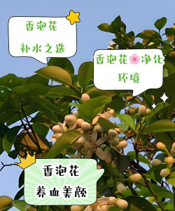 香泡花什么时候开
