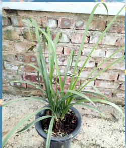 兰花千金是什么品种