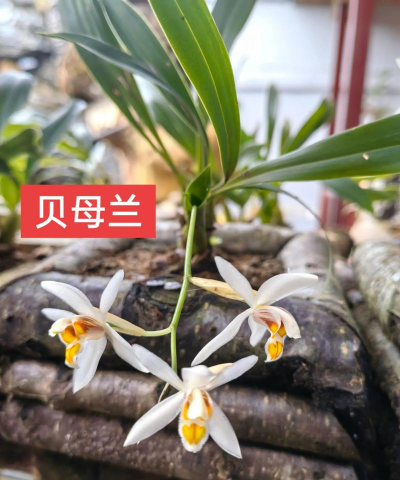 如何栽种贝母兰