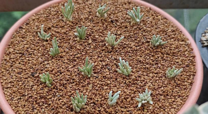 家庭养花用生根粉