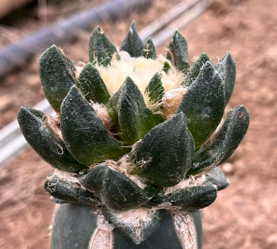 植物龙角是什么样子