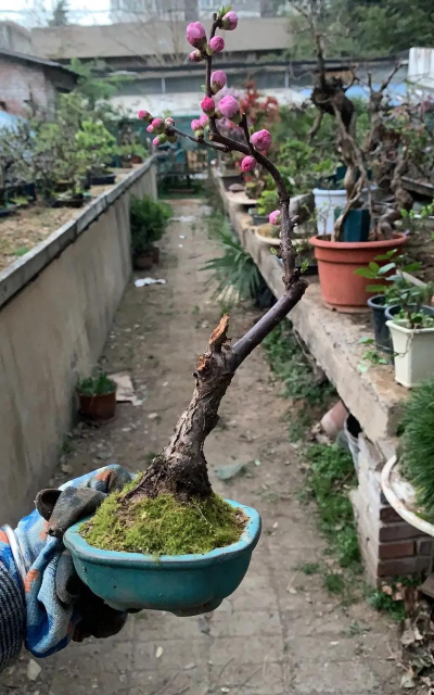 家庭养花用生根粉