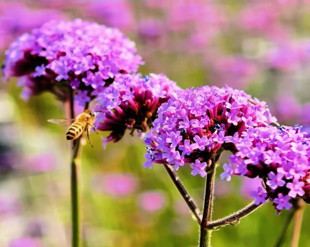 柳叶马鞭草适合什么温度