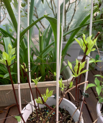 家庭养花用生根粉