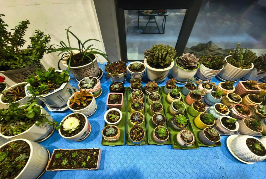 家庭养花用生根粉