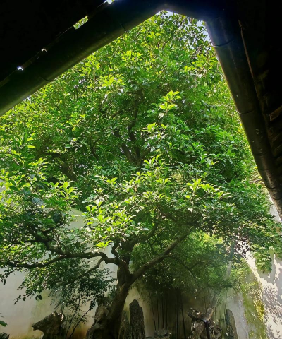 绿色树干的树是什么树