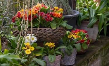 家庭养花用生根粉