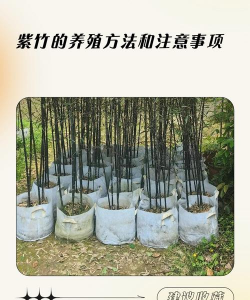 紫竹如何养