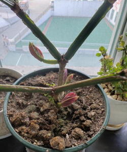 家庭养花用生根粉