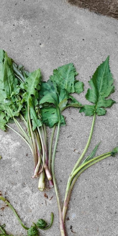 菠菜和山菠菜什么区别