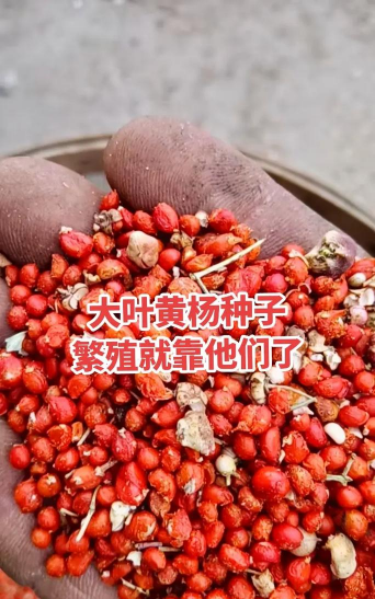 黄杨树的种子怎么种