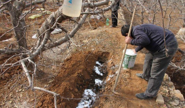 苹果冬管要跟上 苹果冬管要跟上