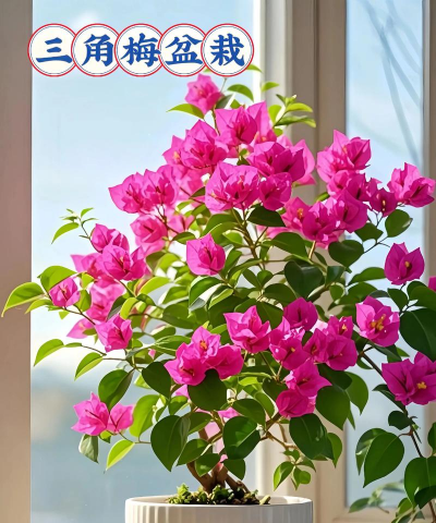 玫瑰花怎么养才不会枯萎，掌握浇水施肥技巧，轻松延长花期