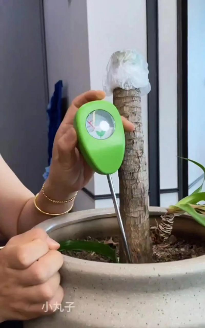 玫瑰花怎么养才不会枯萎，掌握浇水施肥技巧，轻松延长花期