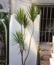 玫瑰花怎么养才不会枯萎，掌握浇水施肥技巧，轻松延长花期