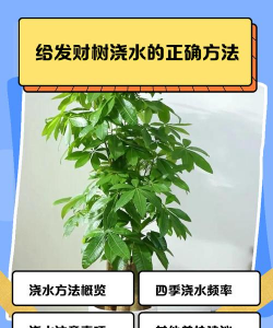 玫瑰花怎么养才不会枯萎，掌握浇水施肥技巧，轻松延长花期