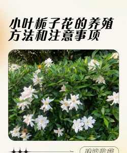 北方室内小叶栀子怎么养