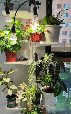 家庭养花用生根粉