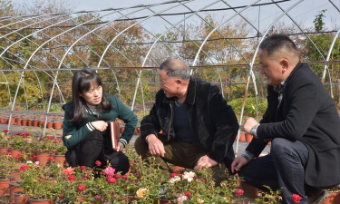 家庭养花用生根粉