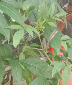 种接骨木有什么好