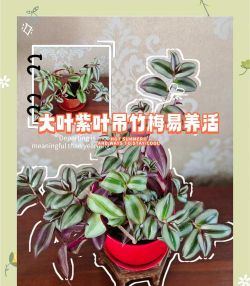 紫叶吊竹梅种子怎么种植