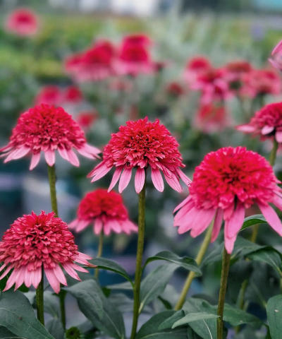 不开花的菊花是什么菊花