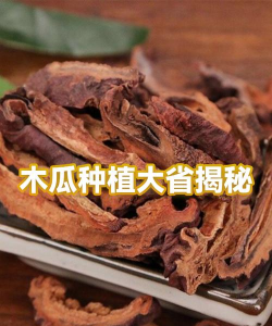 番木瓜种子什么时候播种