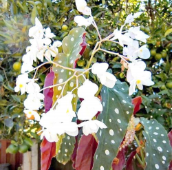 家庭养花用生根粉