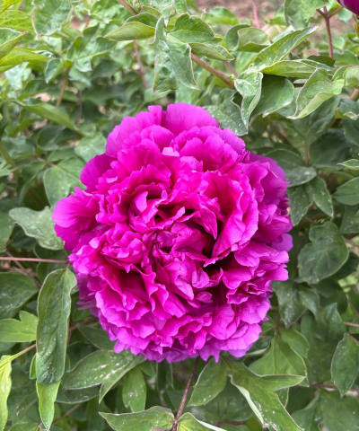 秋天的牡丹是什么颜色的