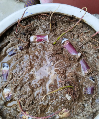 家庭养花用生根粉