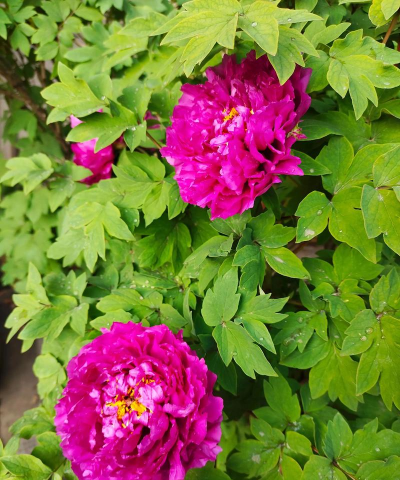 红牡丹白牡丹怎么选