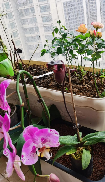 家庭养花用生根粉