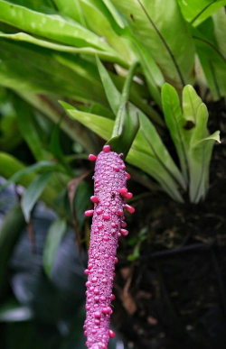 狭叶巢蕨怎么养