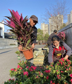 家庭养花用生根粉