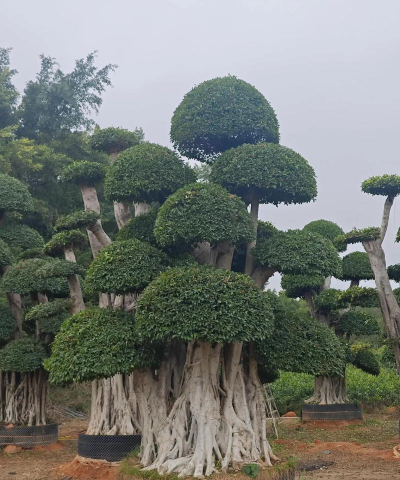 小叶榕是什么区域的植物