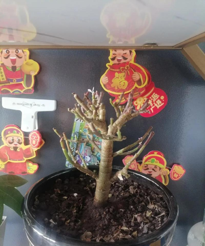 家庭养花用生根粉