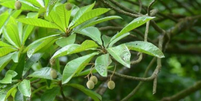 大叶杜英又叫什么