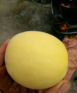 夏秋桃苗巧管护