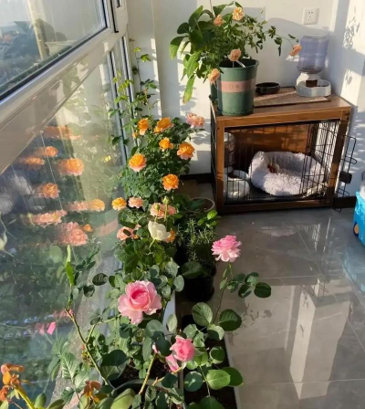 家庭养花用生根粉