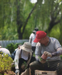家庭养花用生根粉