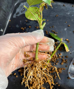 家庭养花用生根粉