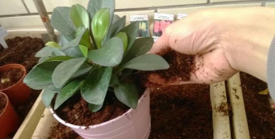 家庭养花用生根粉